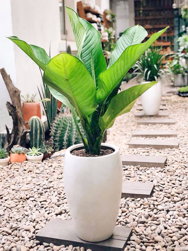 Cây Đại Phú Gia Chậu Đứng