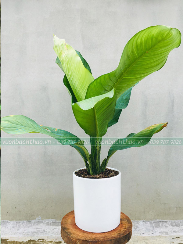 Cây Đại Phú Gia Chậu Đứng