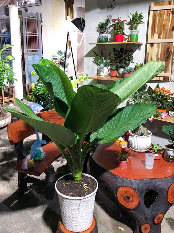 Cây Đại Phú Gia Chậu Đứng