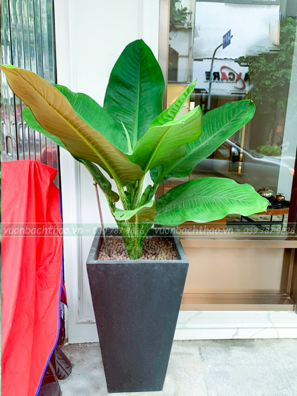 Cây Đại Phú Gia Chậu Đứng