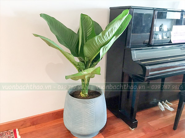 Cây Đại Phú Gia Chậu Đứng