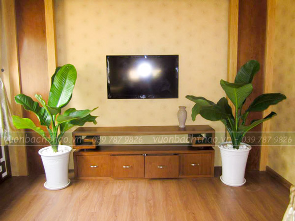 Cây Đại Phú Gia Chậu Đứng