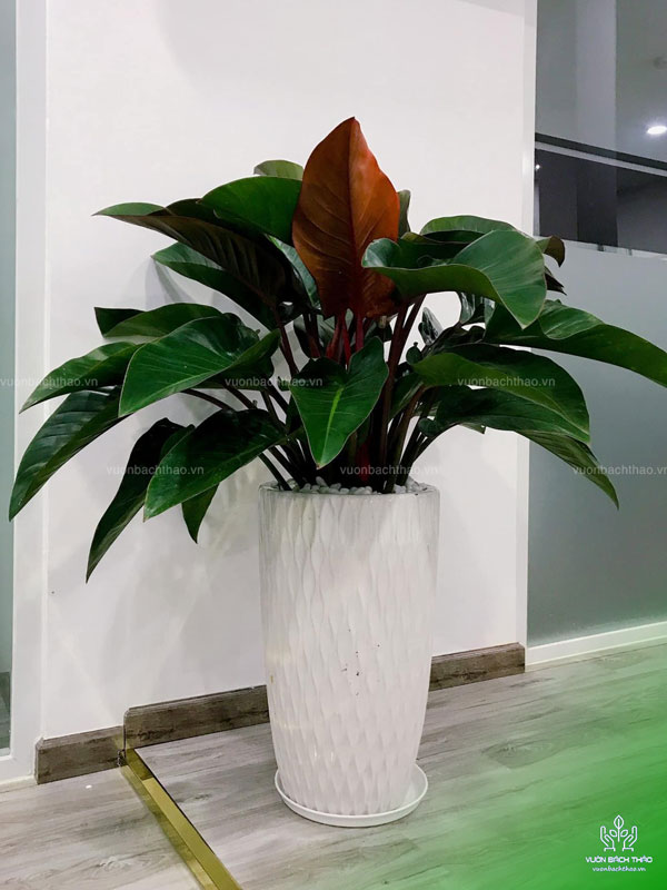 Chậu Cây Trầu Bà Đế Vương Đỏ