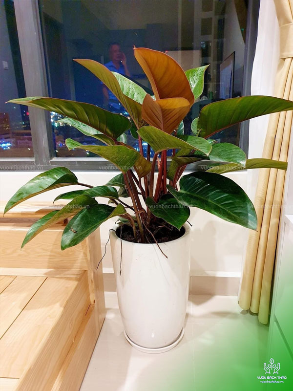Chậu Cây Trầu Bà Đế Vương Đỏ