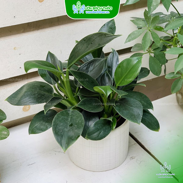 Cây Đế Vương Xanh Để Bàn