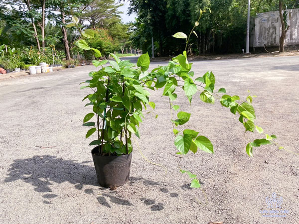 Cây Đinh Hương Nhật Bản