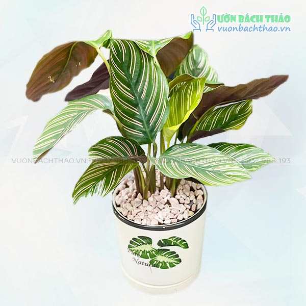 Cây Đuôi Công Sọc Tím Để Bàn