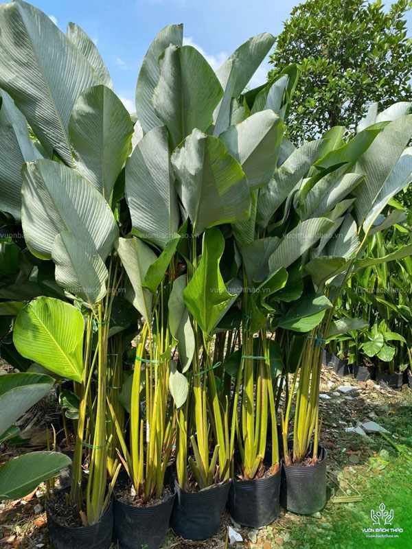 Cây Dong Bạc - Calathea Lutea