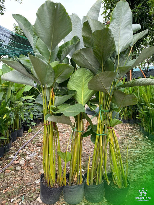 Cây Dong Bạc - Calathea Lutea