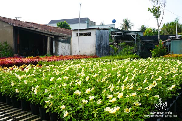 Cây Đông Hầu Hoa Trắng