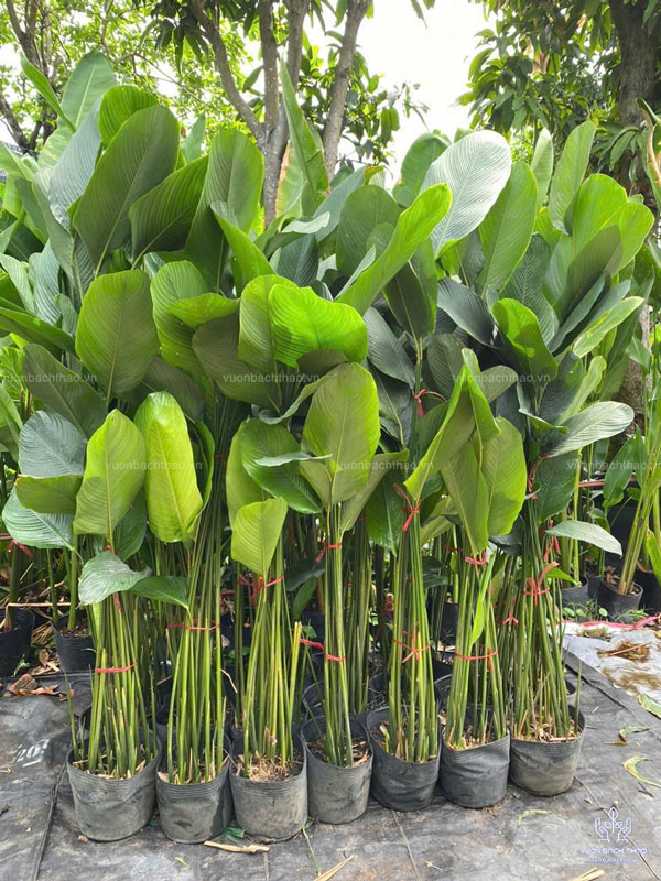 Cây Dong Kiểng (Cây Dong Xanh)