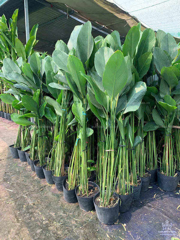 Cây Dong Kiểng (Cây Dong Xanh)