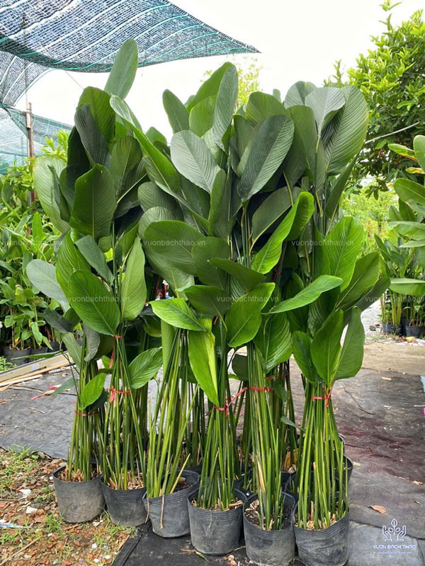 Cây Dong Kiểng (Cây Dong Xanh)