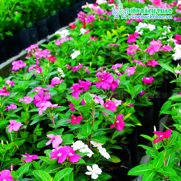 Cây Hoa Dừa Cạn