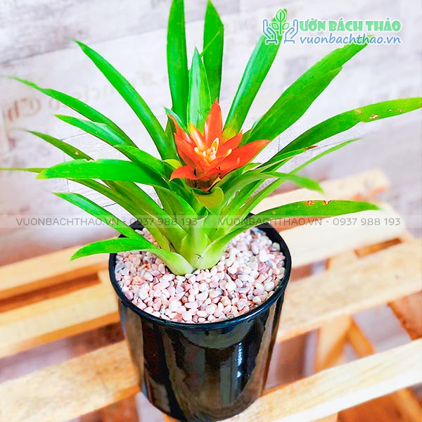 Cây Dứa Cảnh Nến Để Bàn