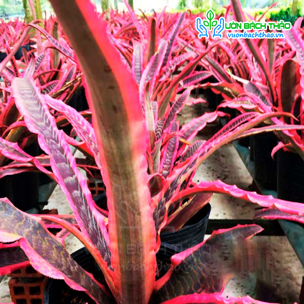 Cây Dứa Hồng Phụng