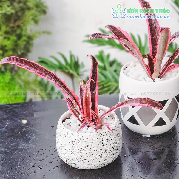 Cây Dứa Hồng Phụng Để Bàn