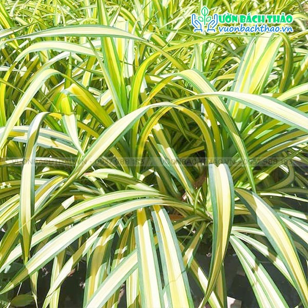 Cây Dứa Sọc Vàng (Dứa Vạn Phát)