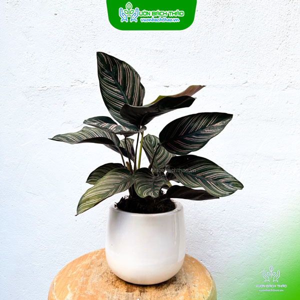 Cây Đuôi Công Sọc Tím Để Bàn