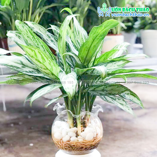 Cây Giữ Tiền Thủy Canh