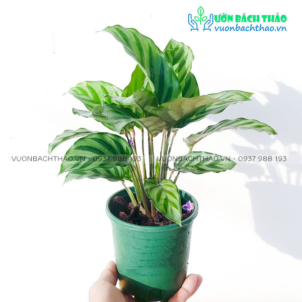 Cây Đuôi Công Xanh