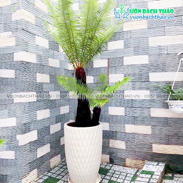 Cây Dương Xỉ Cổ Đại Chậu Đứng | Vườn Bách Thảo Cây Dương Xỉ Cổ Đại Chậu Đứng | Vườn Bách Thảo