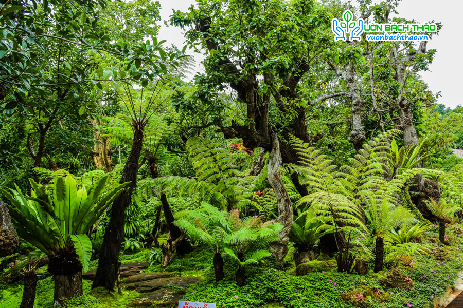 Cây Dương Xỉ Cổ Đại (Dương Xỉ Thân Gỗ)