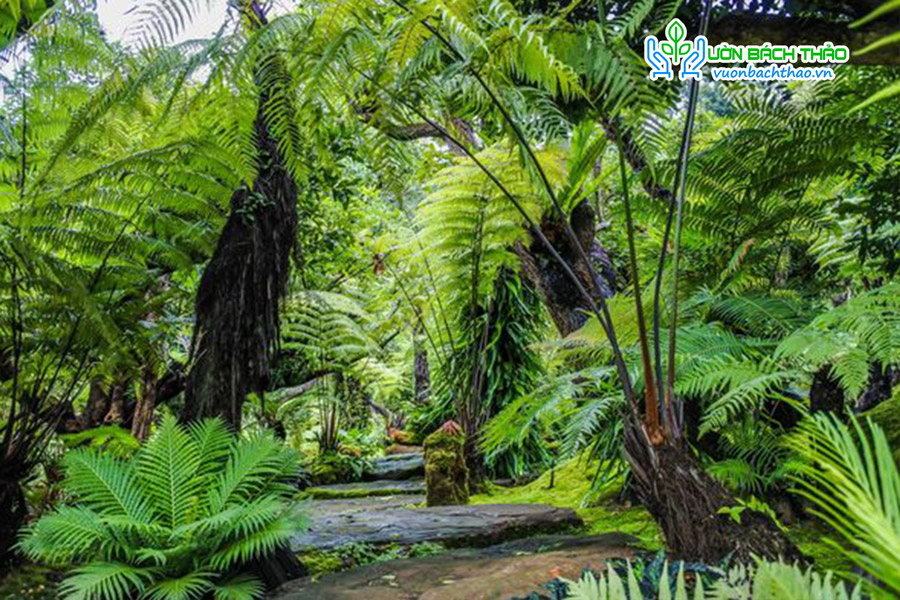 Cây Dương Xỉ Cổ Đại (Dương Xỉ Thân Gỗ)