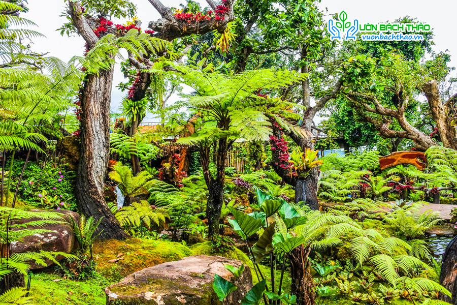 Cây Dương Xỉ Cổ Đại (Dương Xỉ Thân Gỗ)