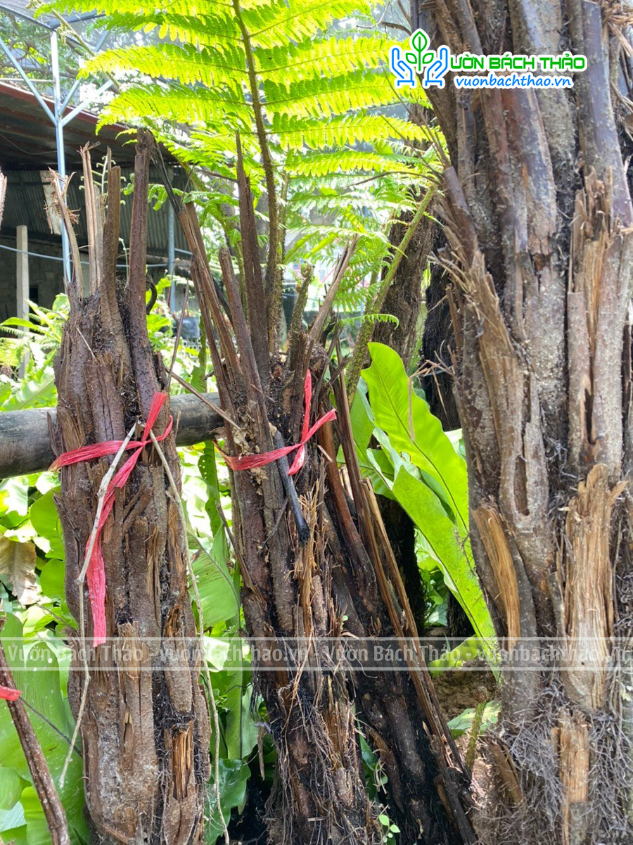 Cây Dương Xỉ Cổ Đại (Dương Xỉ Thân Gỗ)