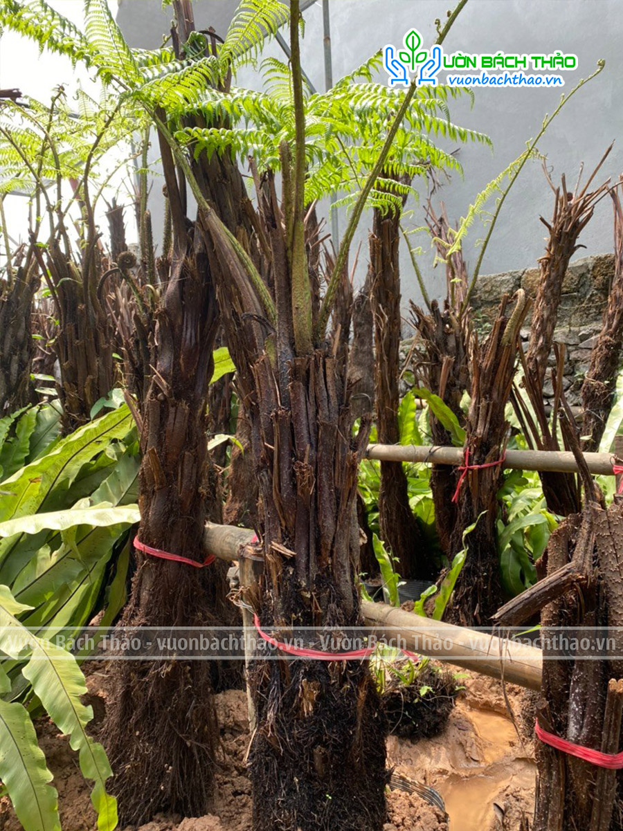 Cây Dương Xỉ Cổ Đại (Dương Xỉ Thân Gỗ)