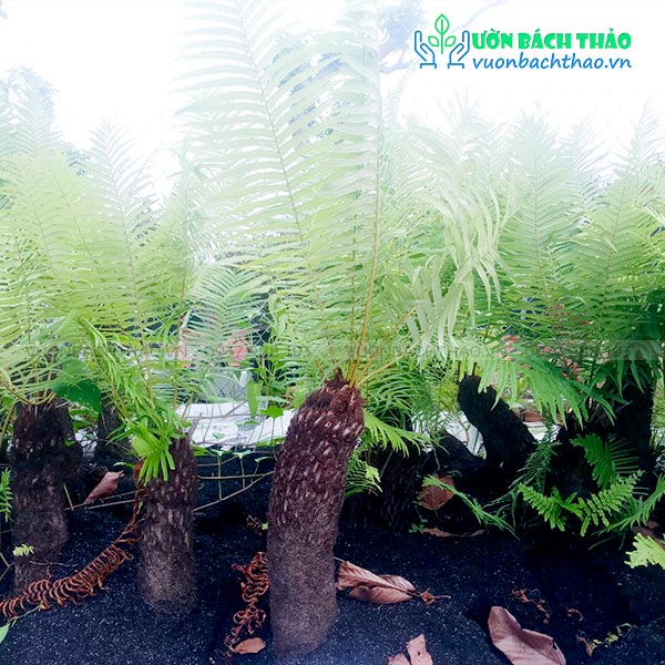Cây Dương Xỉ Cổ Đại (Dương Xỉ Thân Gỗ) | Vườn Bách Thảo Cây Dương Xỉ Cổ Đại (Dương Xỉ Thân Gỗ) | Vườn Bách Thảo