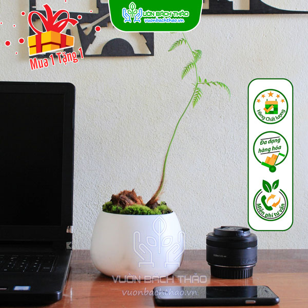 Cây Lông Dương Xỉ  Lông Culi Để Bàn