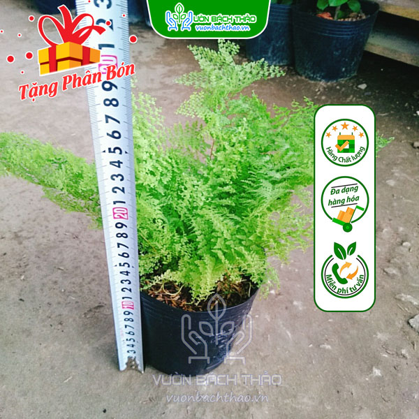 Cây Dương Xỉ Đá