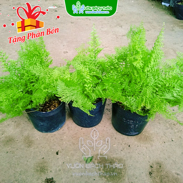 Cây Dương Xỉ Đá