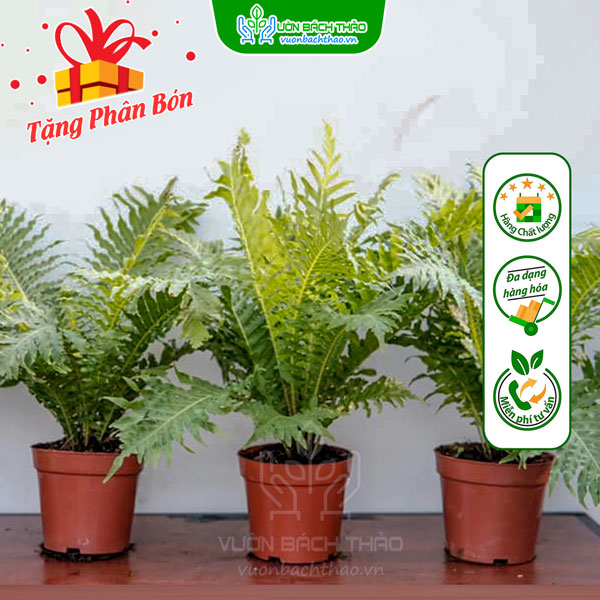 Cây Dương Xỉ Hạnh Phúc (Khổng Tước)