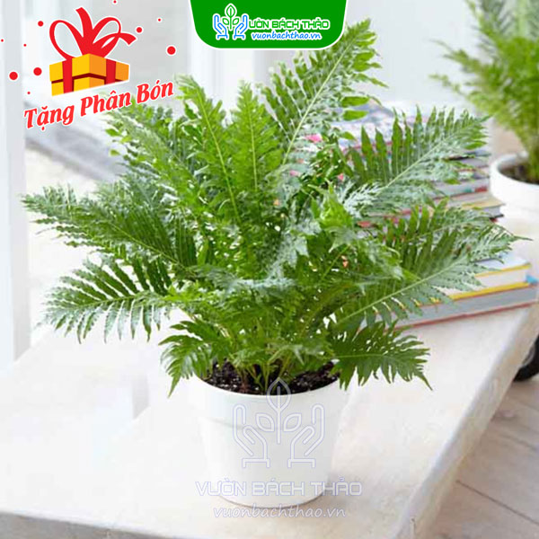 Cây Dương Xỉ Hạnh Phúc (Khổng Tước)