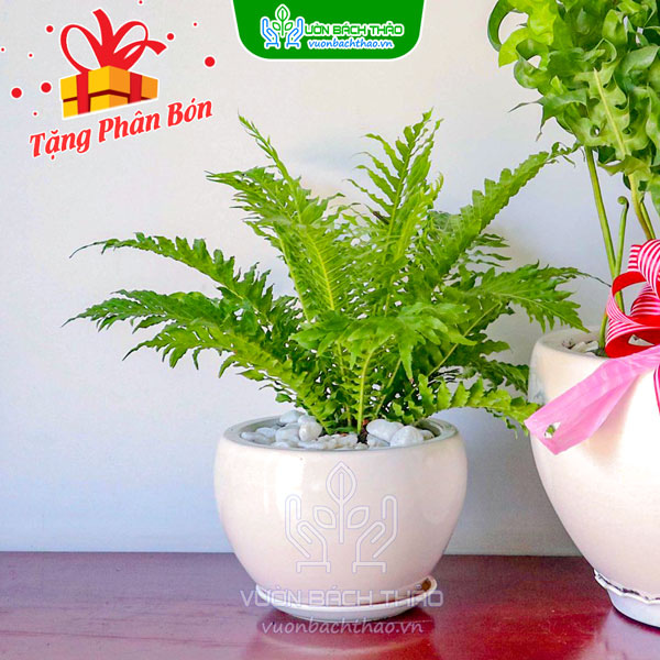 Cây Dương Xỉ Hạnh Phúc (Khổng Tước)