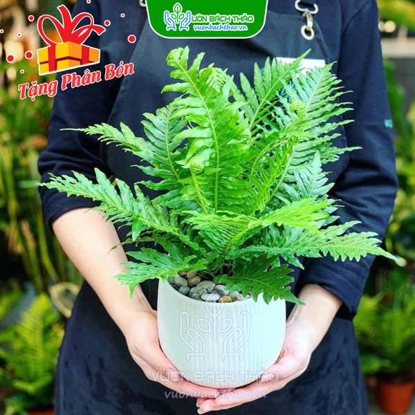 Cây Dương Xỉ Hạnh Phúc (Khổng Tước)