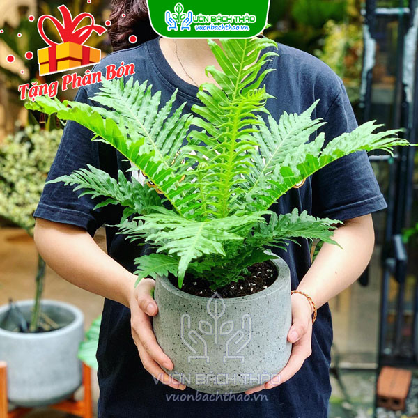 Cây Dương Xỉ Hạnh Phúc (Khổng Tước)