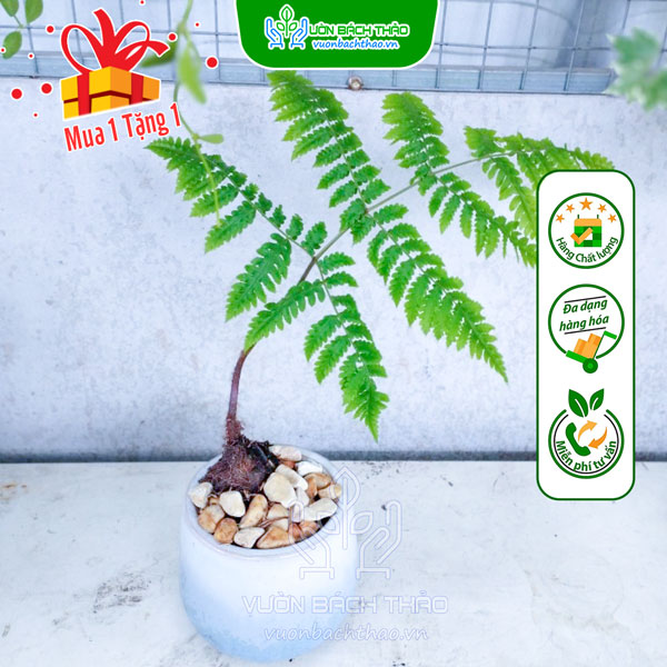 Cây Lông Dương Xỉ  Lông Culi Để Bàn