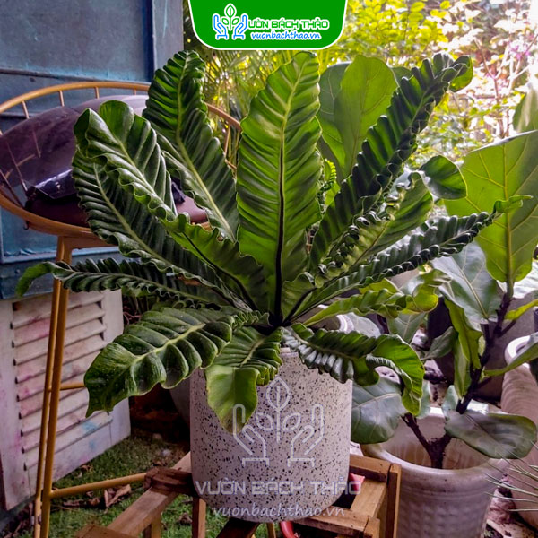 Cây Dương Xỉ Phúc Lộc - Asplenium Nidus "Cobra"