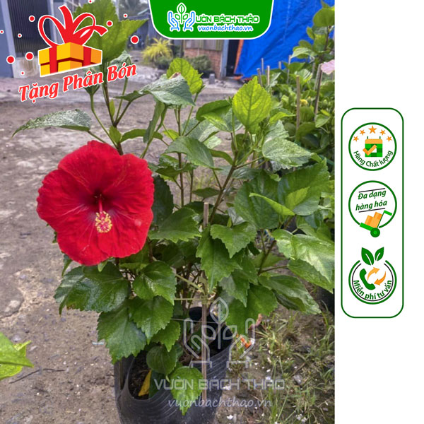 Cây Bông Bụt Ta Trồng Hàng Rào