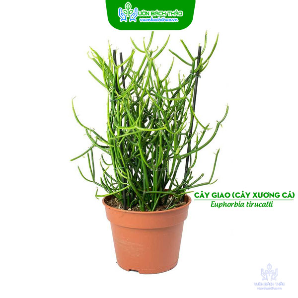 Cây Giao (Cây Xương Cá)