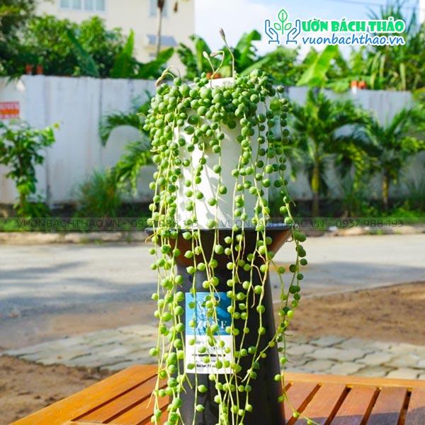 Cây Giọt Nước Chậu Treo