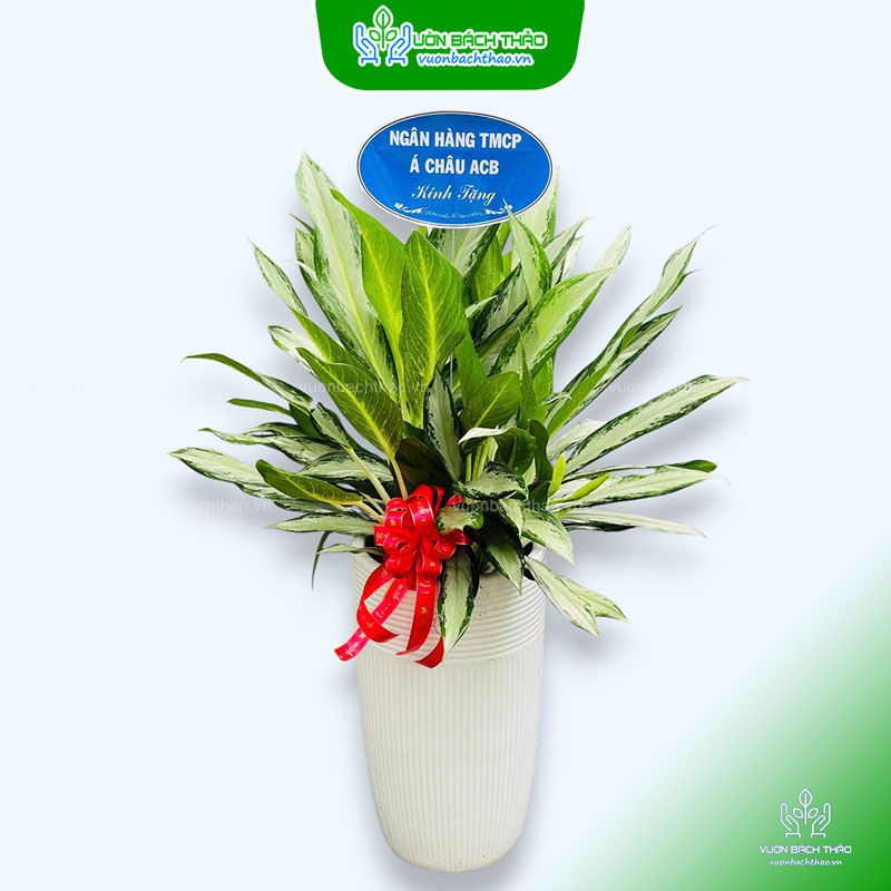 Cây Giữ Tiền Tặng Khai Trương, Tân Gia, Khởi Công, Động Thổ