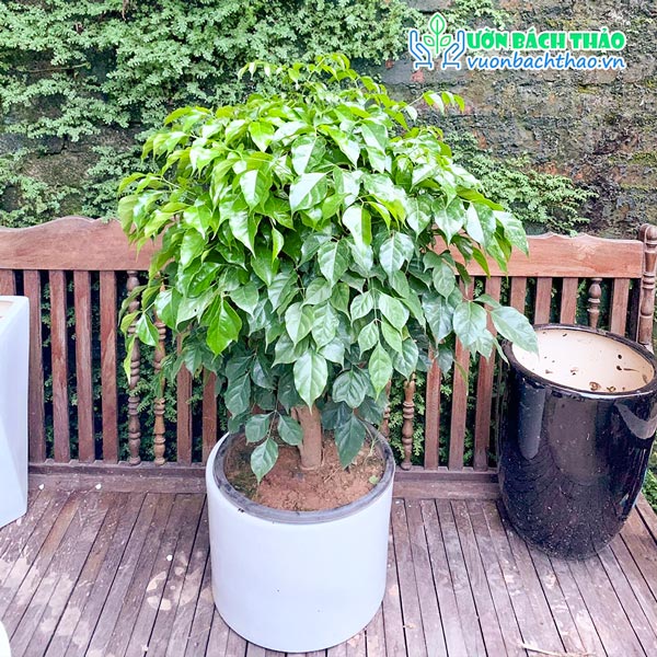 Cây Hạnh Phúc Chậu Đứng