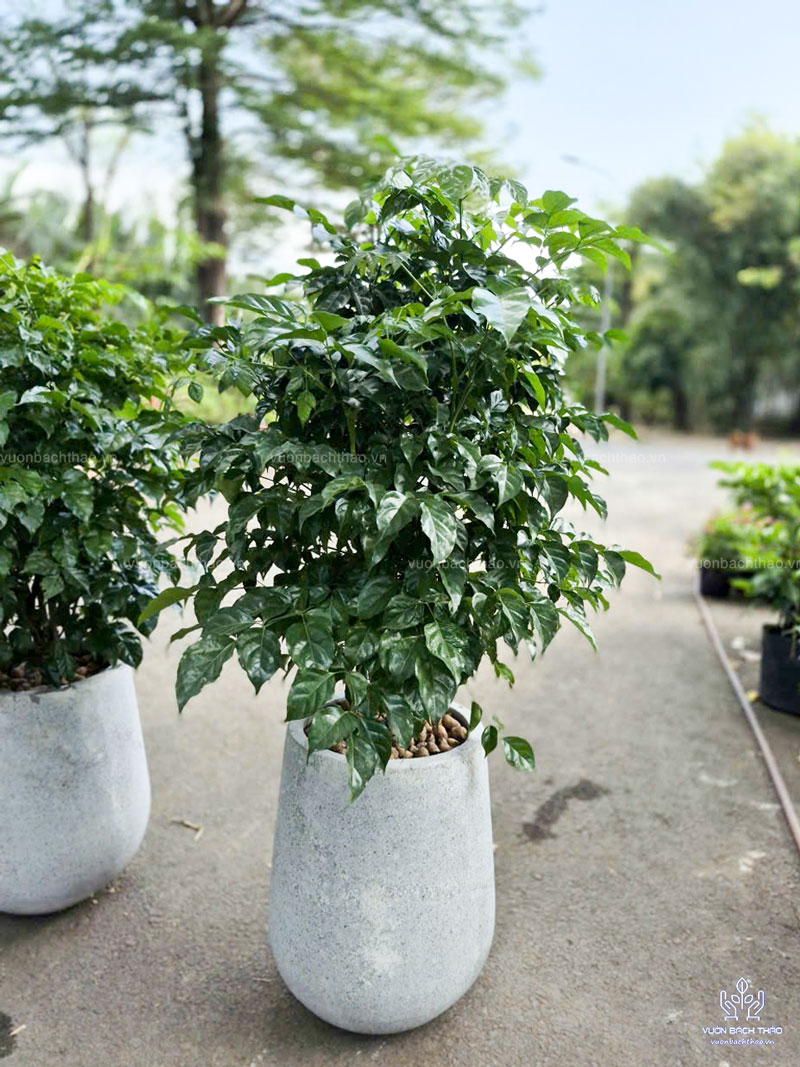 Cây Hạnh Phúc Chậu Đứng