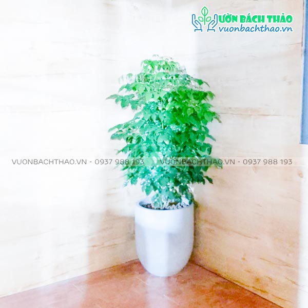 Cây Hạnh Phúc Chậu Đứng