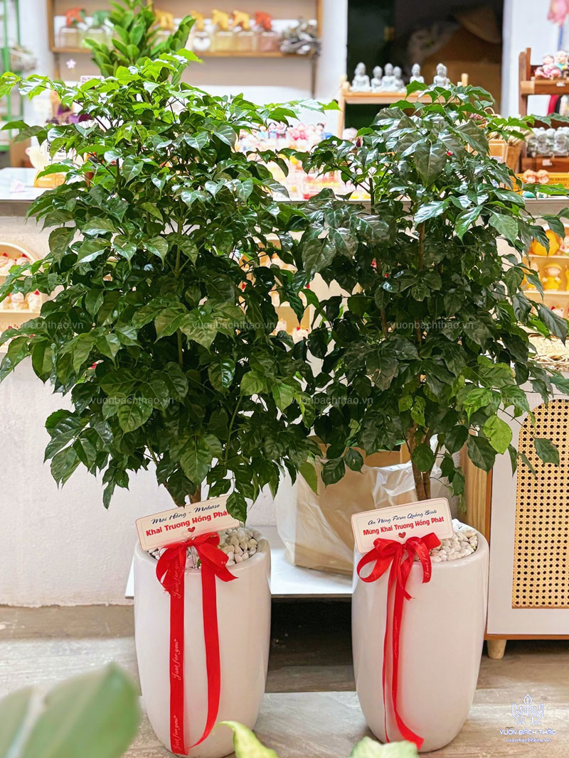 Cây Hạnh Phúc Tặng Khai Trương